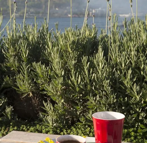 酒店 伊斯坦布尔威特套房酒店 伊斯坦布尔